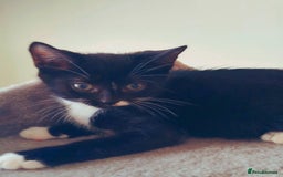 Mixed Breed cats for sale: 2 LOVELY AND CUTE KITTENS LOOKING FOR HOME!!! - Image 6