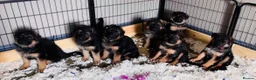 German Shepherd dogs for sale: Beautiful KC Reg puppies for sale  in Bishop Auckland - Advert 8