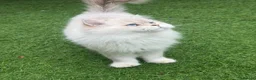 Scottish Fold cats for stud: Stunning Scottish Straight Longhair Golden Point  - Advert 4