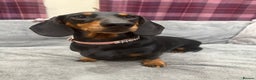 Dachshund dogs for sale: Dachshund puppies (Inbetweenies) - Advert 3