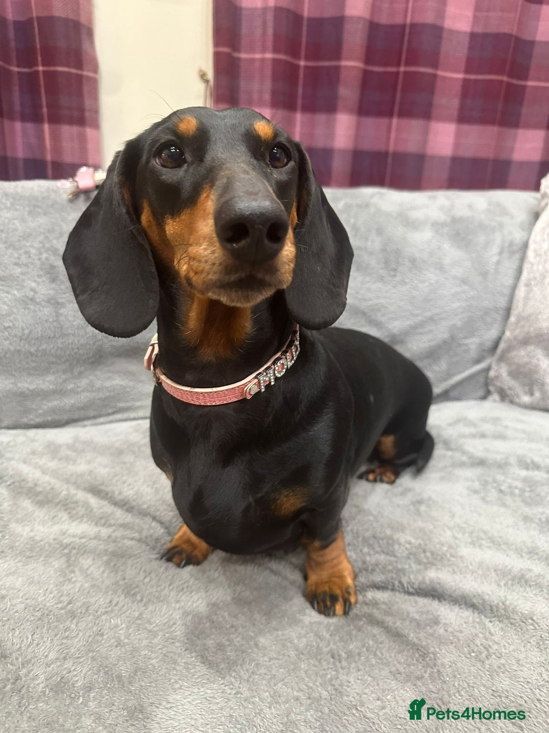 Dachshund dogs for sale: Dachshund puppies (Inbetweenies) - Advert 3