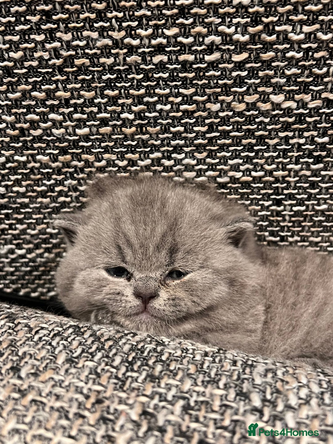 British Shorthair cats for sale: Multi-colour GCCF British Shorthair kittens  - Advert 15