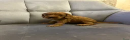 Cockapoo dogs for sale: 7 Gorgeous Cockapoo Puppies Left - Advert 25