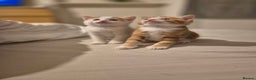 Domestic Shorthair cats for sale: 3 beautiful kittens - Advert 11