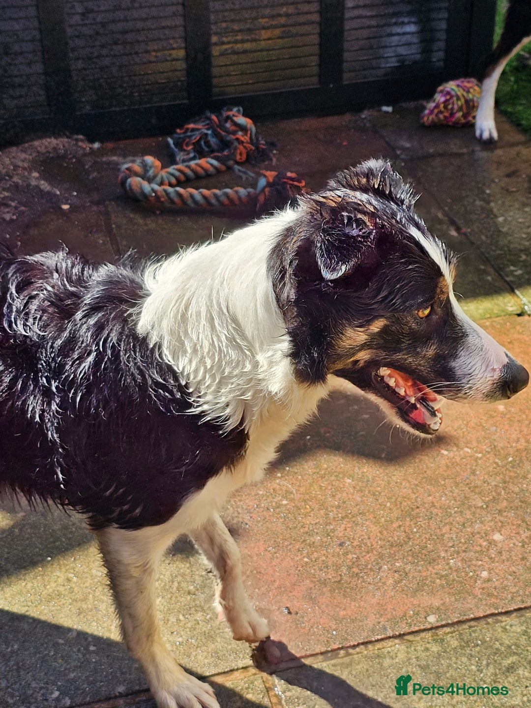 Border Collie dogs for sale: Beautiful female border collie  - Image 6