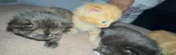 Mixed Breed cats for sale: 5 kittens and the mother to give to a family  - Advert 4