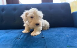 Sealyham Terrier dogs for sale: Stunning KC Litter Of Sealyham Terriers - Image 11
