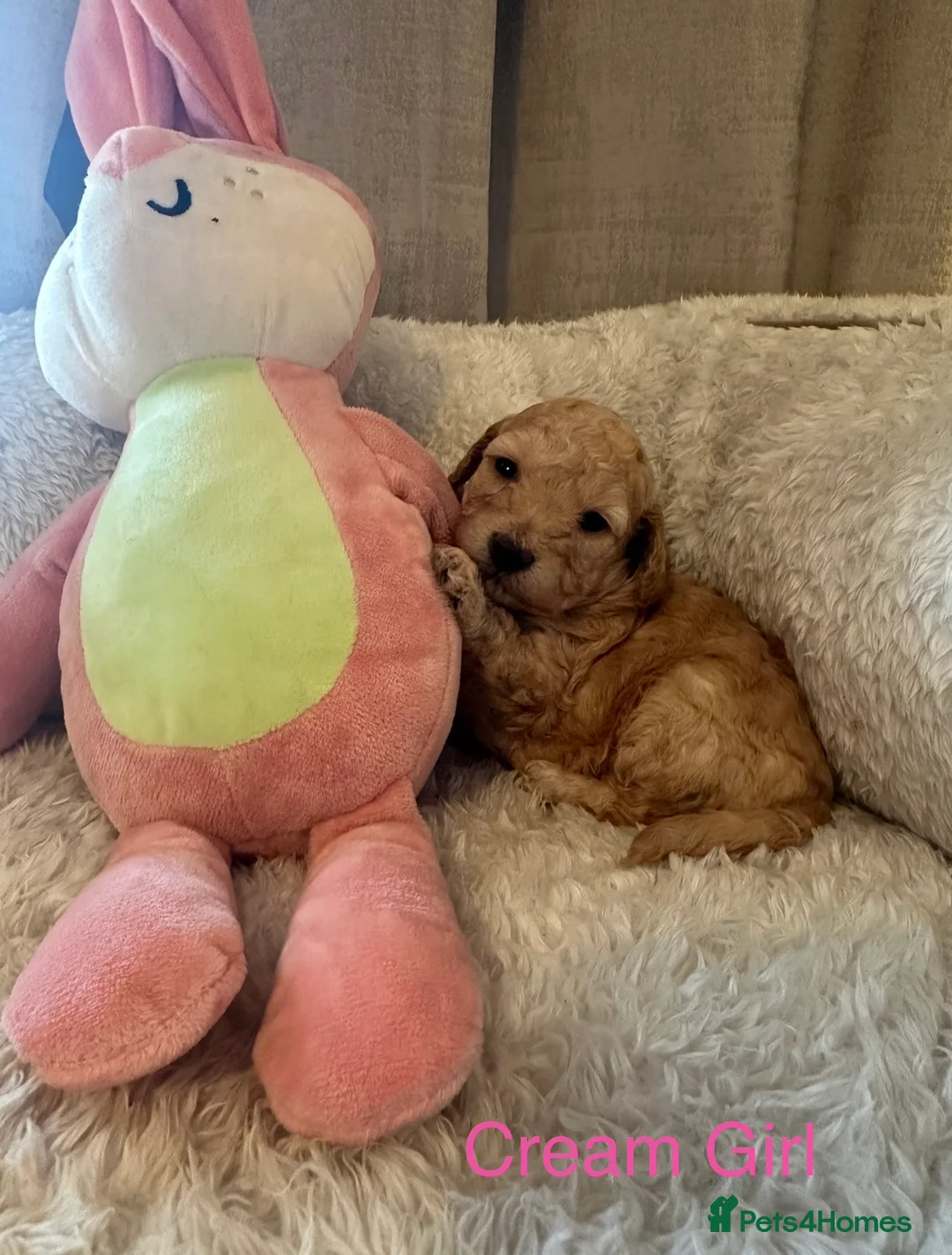 Doxiepoo dogs for sale: 4 Beautiful Doxiepoo Puppies - Advert 13