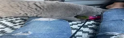 British Shorthair cats for stud: 🏆 GCCF BIG  BLUE STUD 🏆 - Advert 4