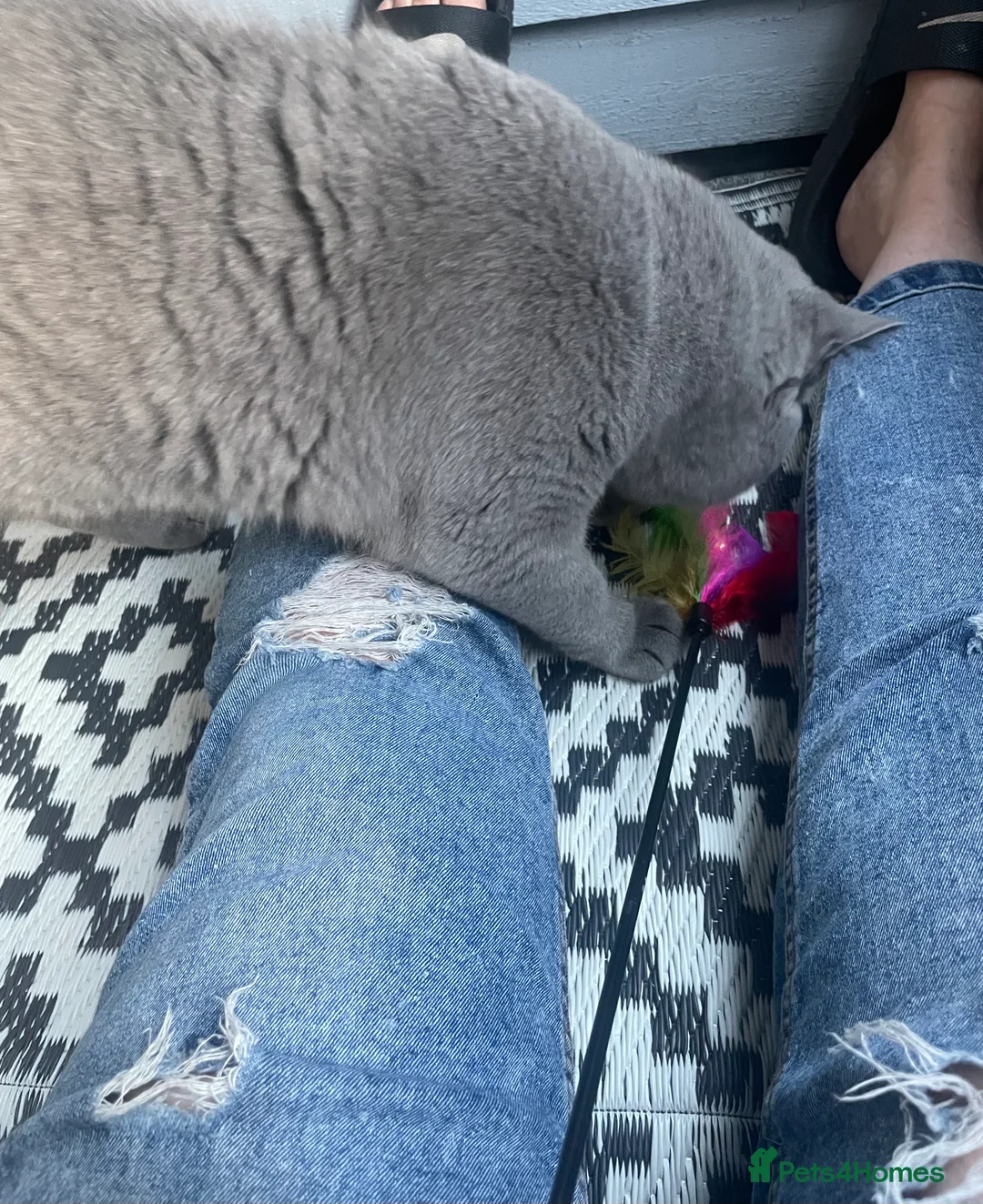 British Shorthair cats for stud: 🏆 GCCF BIG  BLUE STUD 🏆 - Advert 4