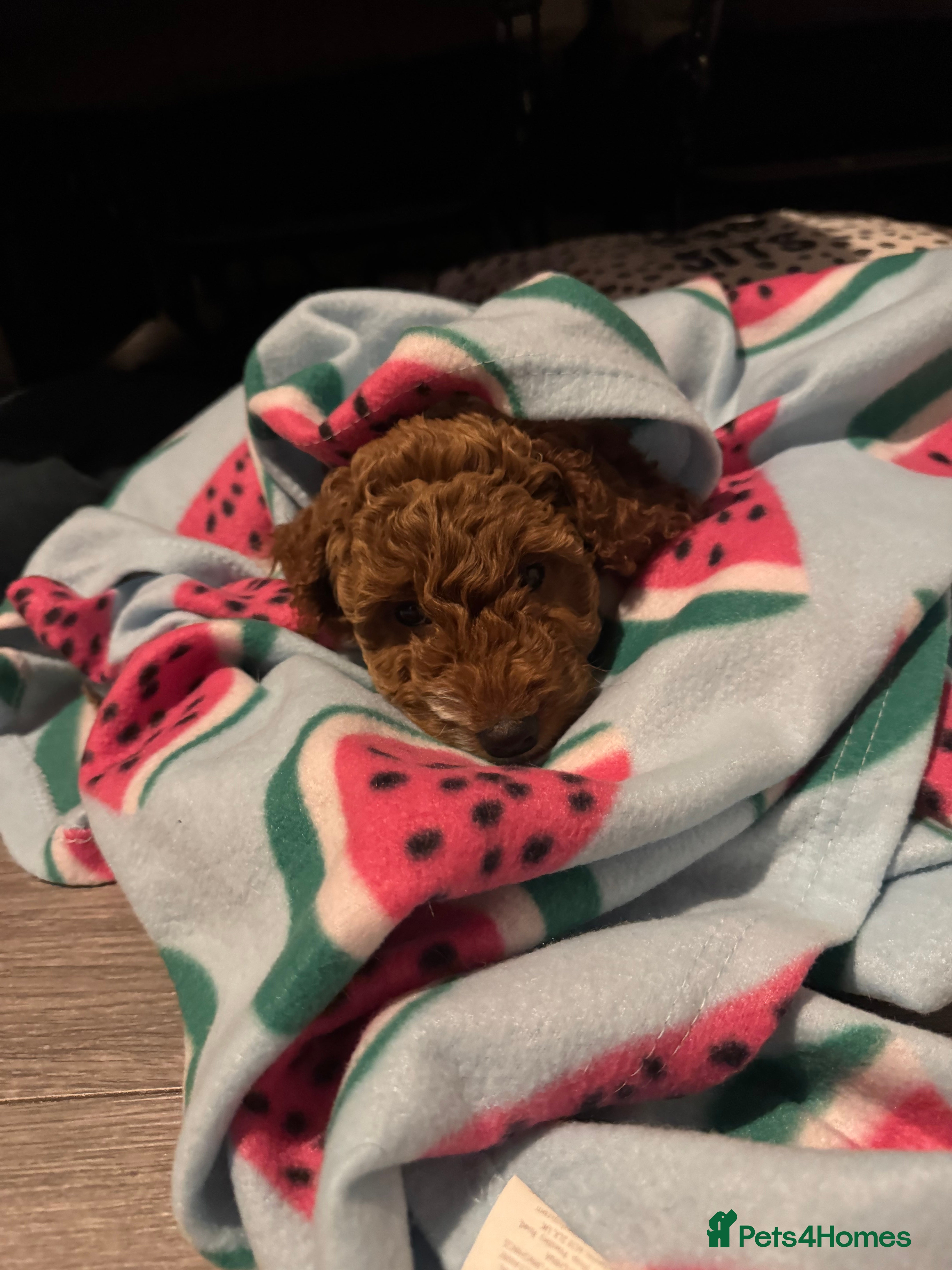 Cockapoo dogs 9 week old Cockapoo girl 🧡  - Advert 3