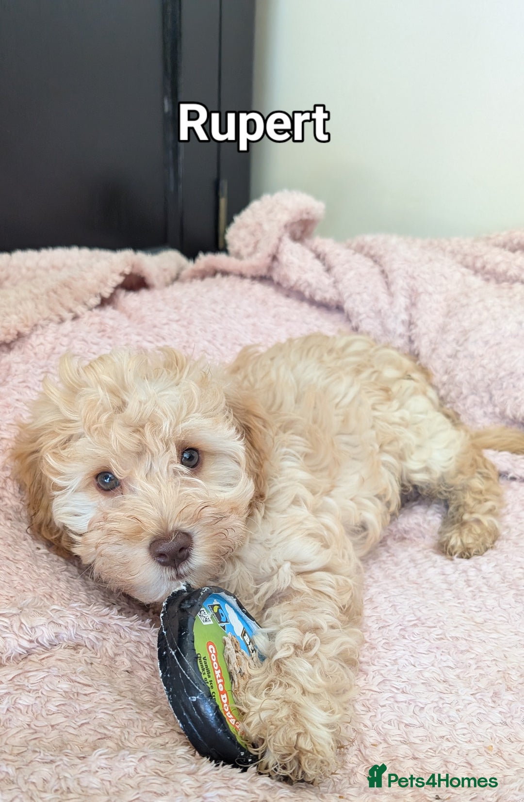 Cockapoo dogs for sale: Cockapoo puppies born 16/4/2025 in Dewsbury - Image 5
