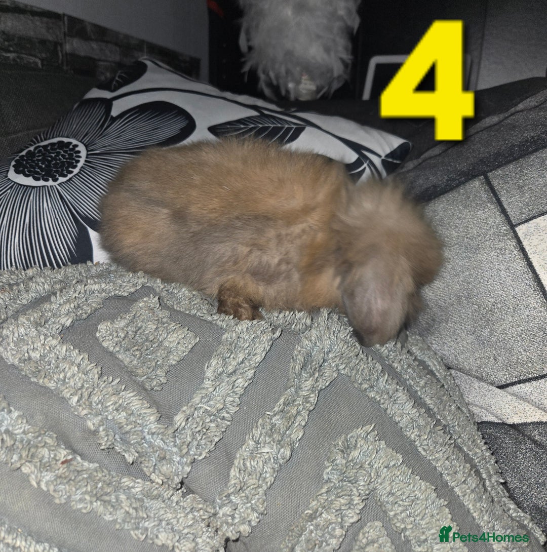 Mini Lion Lop rabbits for sale: Adorable mini lion lop babies mixed - Advert 8