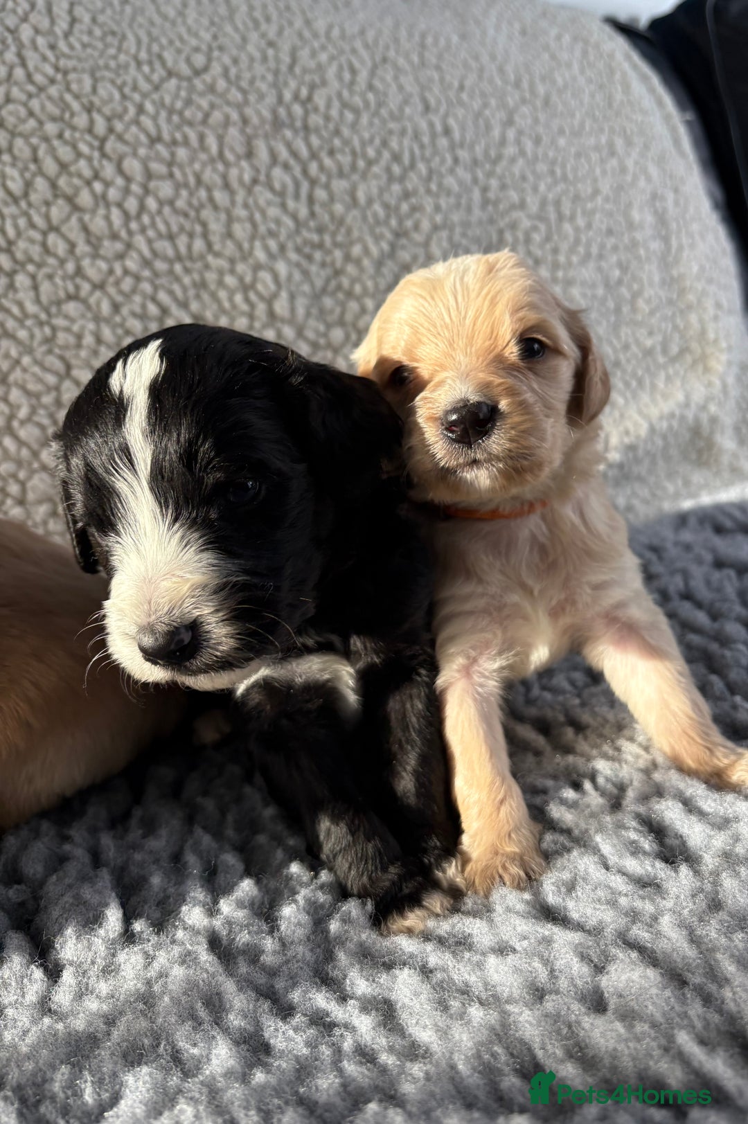 Mixed Breed dogs for sale: Bernedoodle - Image 3