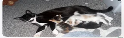 Mixed Breed cats for sale: 2 beautiful male kittens  - Advert 1