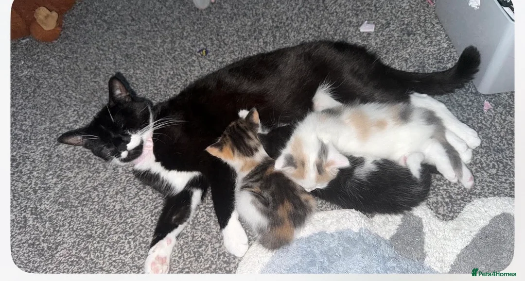 Mixed Breed cats for sale: 2 beautiful male kittens  - Advert 1
