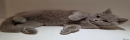 British Shorthair cats for sale: Adorable GCCF REG BSH - ready to leave - Advert 14