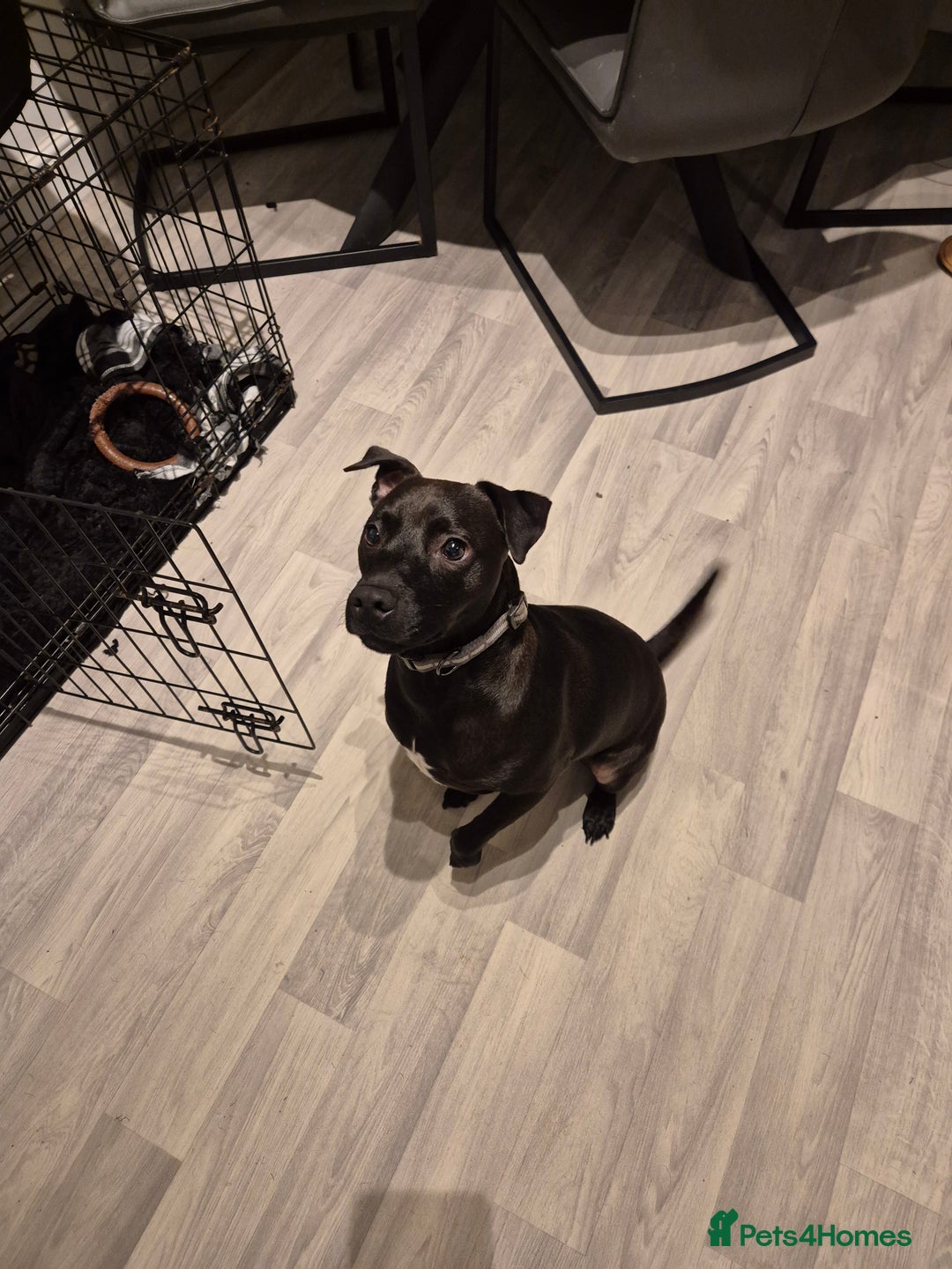 Patterdale Terrier dogs for sale: Patterdale terrier  - Advert 4