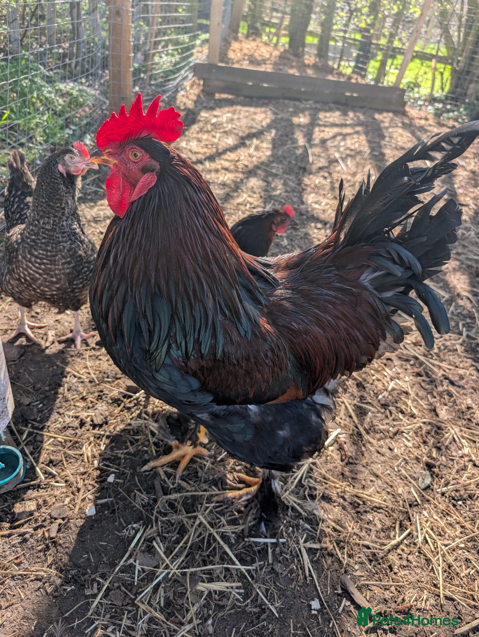 Chickens poultry Fertilised chicken eggs-mixed hybrid - Advert 1