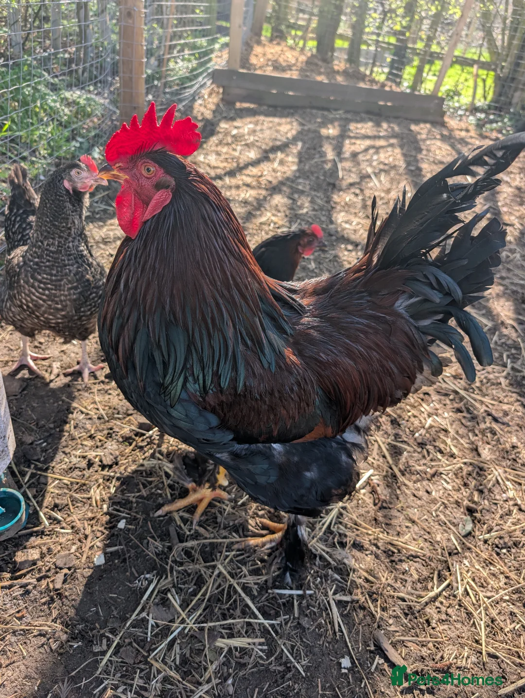 Chickens poultry for sale: Fertilised chicken eggs-mixed hybrid in Shrewsbury - Advert 1