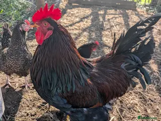 Chickens poultry Fertilised chicken eggs-mixed hybrid - Advert 1