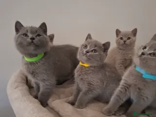 British Shorthair cats 🌟Show quality only 1 boy available to reserve🌟 - Advert 5