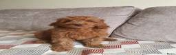 Mini Goldendoodle dogs for sale: READY..Red Mini Goldendoodles dna clear - Advert 3