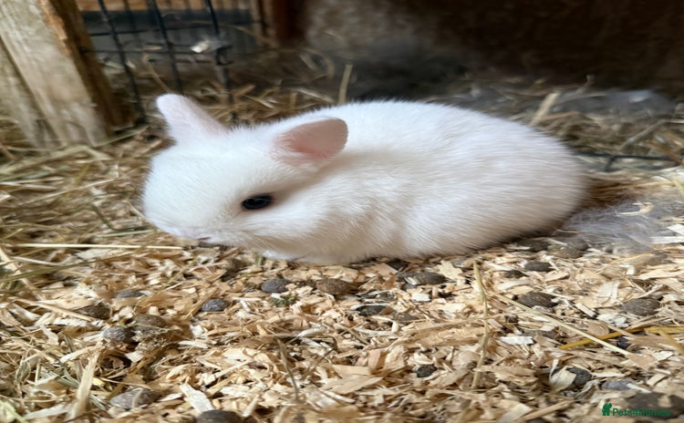 Mixed Breed rabbits for sale - Advert 2