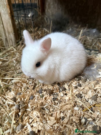 Mixed Breed rabbits for sale - Advert 2