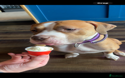 Mastiff dogs for sale: Karma  - Image 4