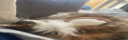 Mixed Breed cats for sale: Beautiful cat  - Advert 8
