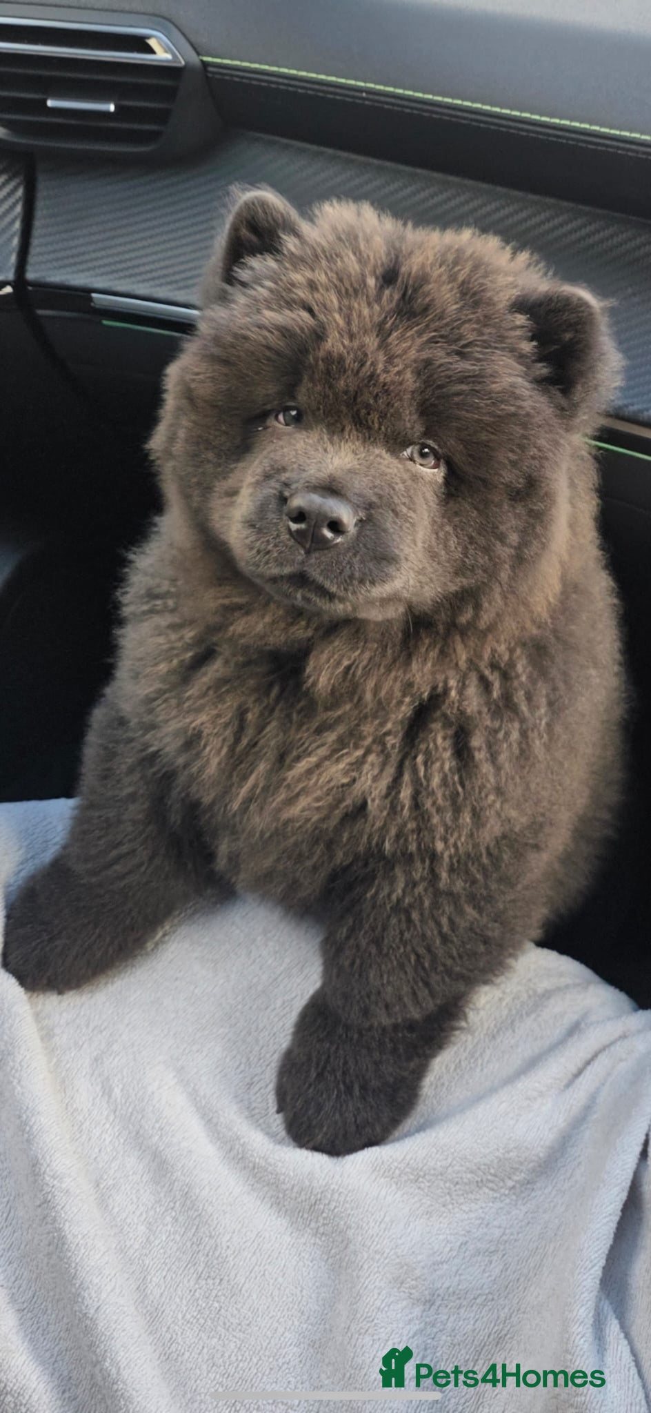 Chow Chow dogs Kc registered blue chow chow - Advert 8