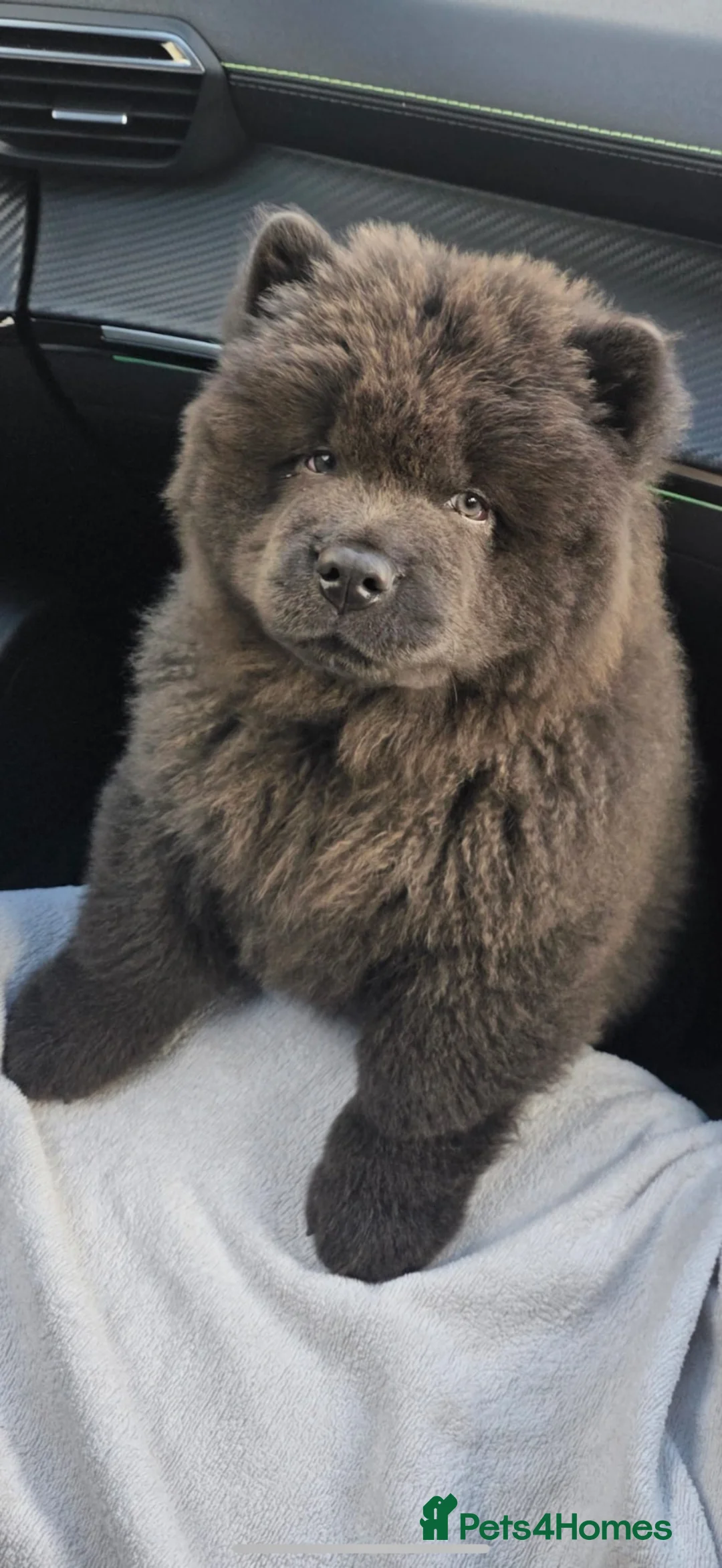 Chow Chow dogs for sale: Kc registered blue chow chow in Swindon - Advert 1
