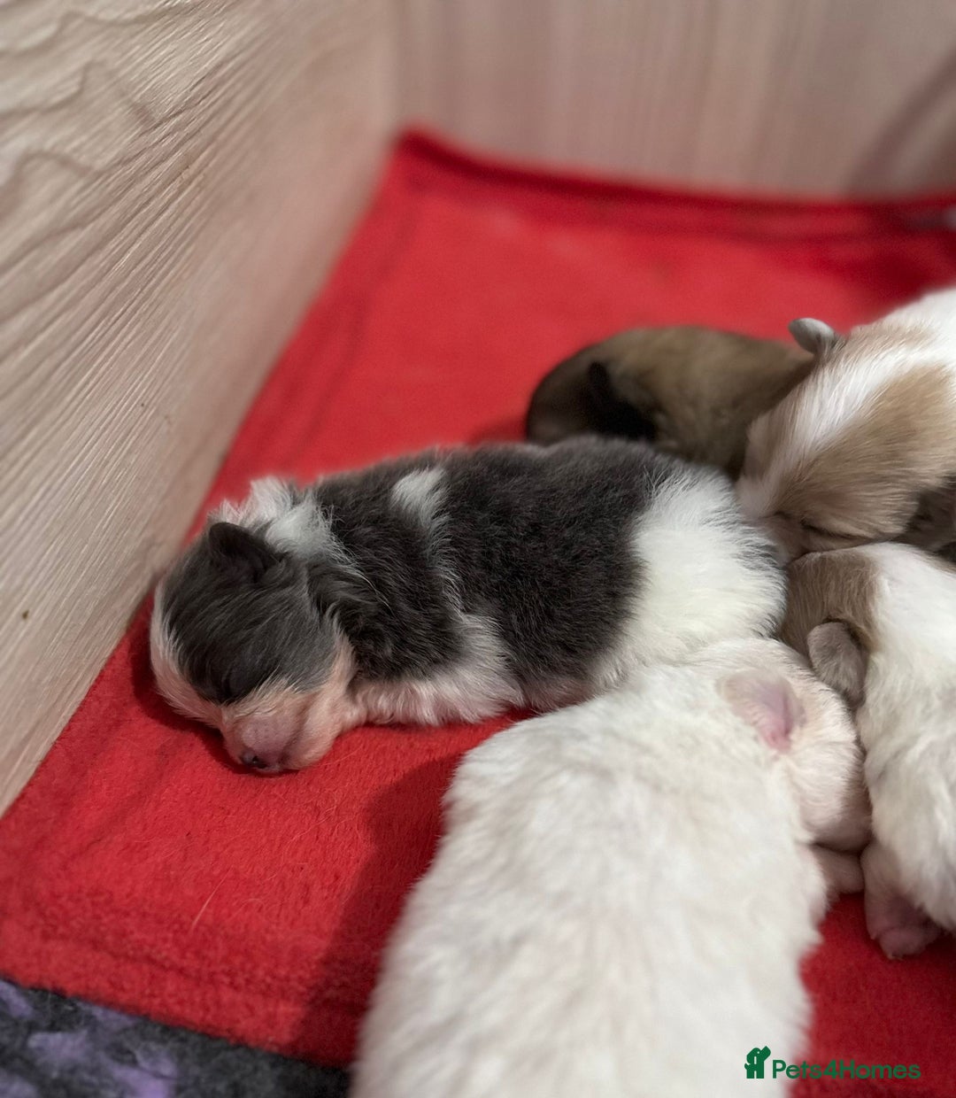 Pomeranian dogs for sale: Kc rainbow 🌈 Pomeranians  - Advert 8