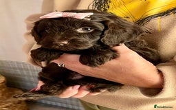 Cavapoo dogs for sale: TOY Fluffy Cavapoo’s From Health Tested Parents - Image 18
