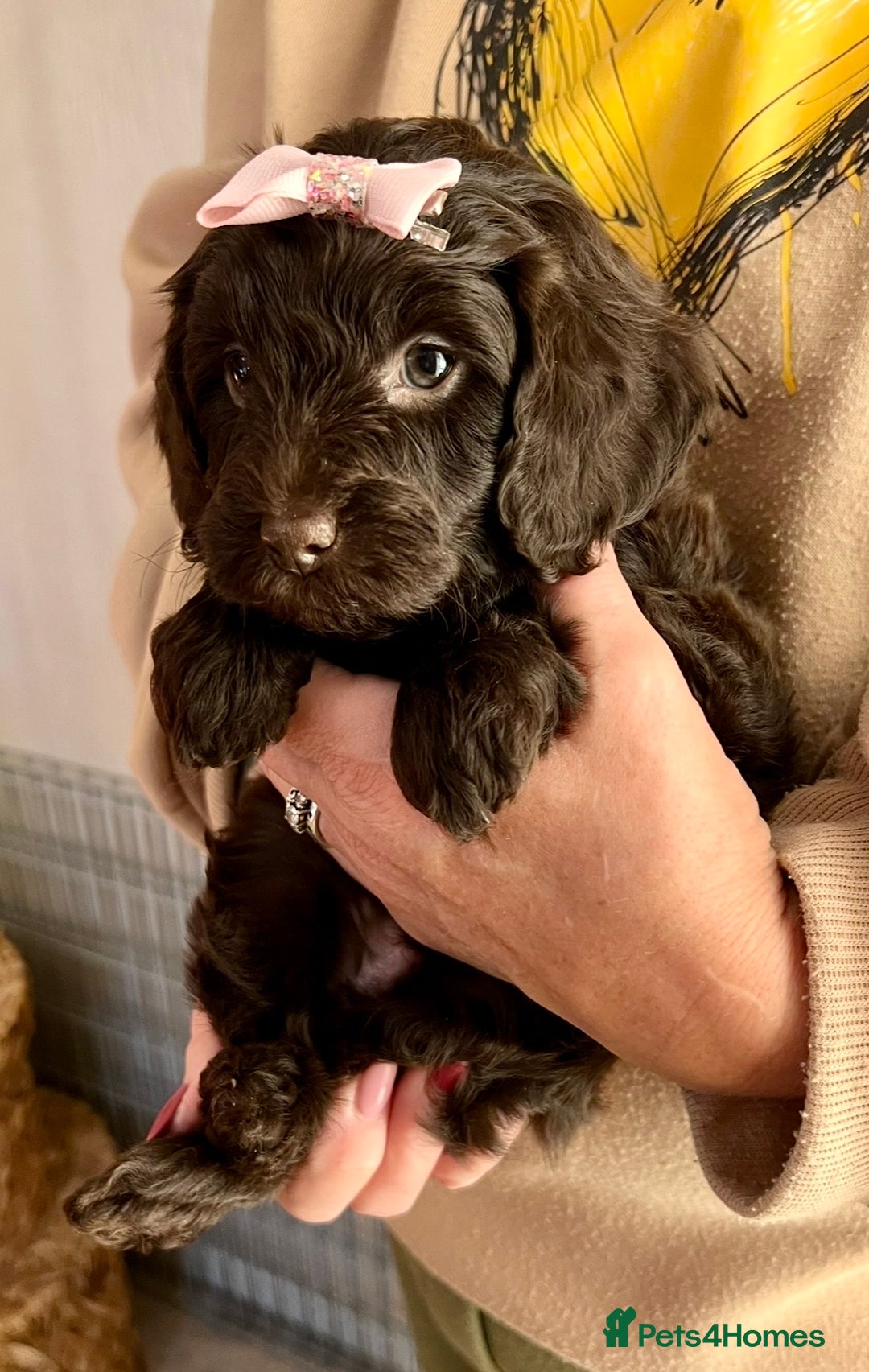 Cavapoo dogs for sale: TOY Fluffy Cavapoo’s From Health Tested Parents - Image 18