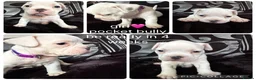 American Bully dogs for sale: American pocket bully’s  in Rotherham - Advert 2