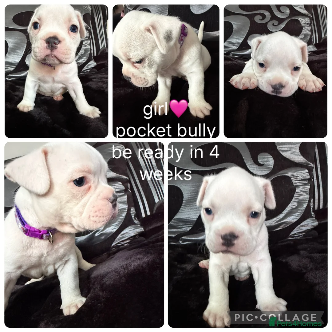 American Bully dogs for sale: American pocket bully’s  in Rotherham - Advert 2