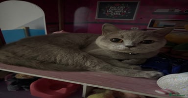 British Shorthair cats - Advert 8