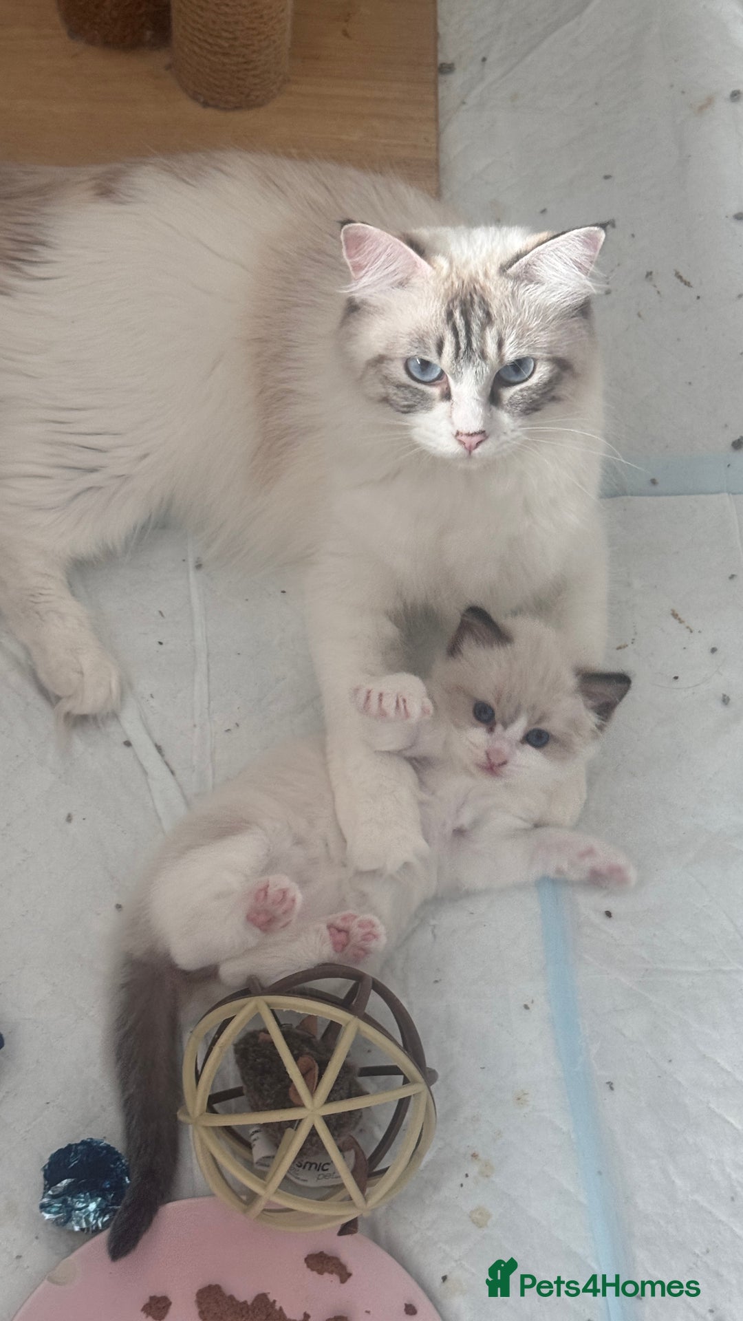 Ragdoll cats for sale: Active ragdoll queen  - Image 3