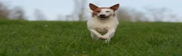 Jack Russell dogs for stud: Parson Jack Russell for stud - Advert 2