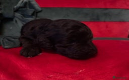 Cockapoo dogs for sale: ⭐️OUTSTANDING, HIGH QUALITY Cockapoo F1B Puppies⭐️ - Advert 11