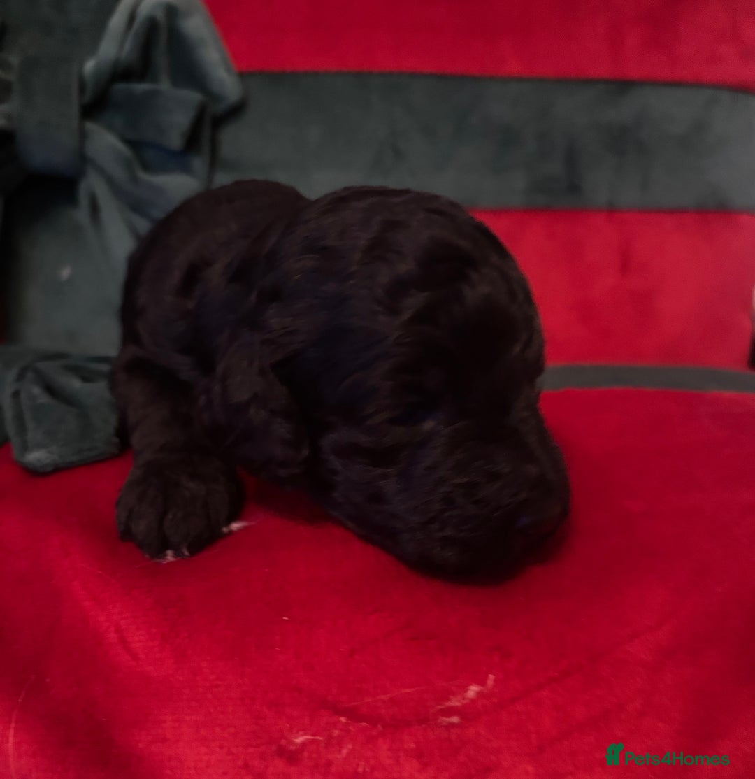 Cockapoo dogs for sale: ⭐️OUTSTANDING, HIGH QUALITY Cockapoo F1B Puppies⭐️ - Advert 11