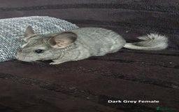 Chinchilla rodents for sale: Chinchillas - 10 weeks old - Advert 6