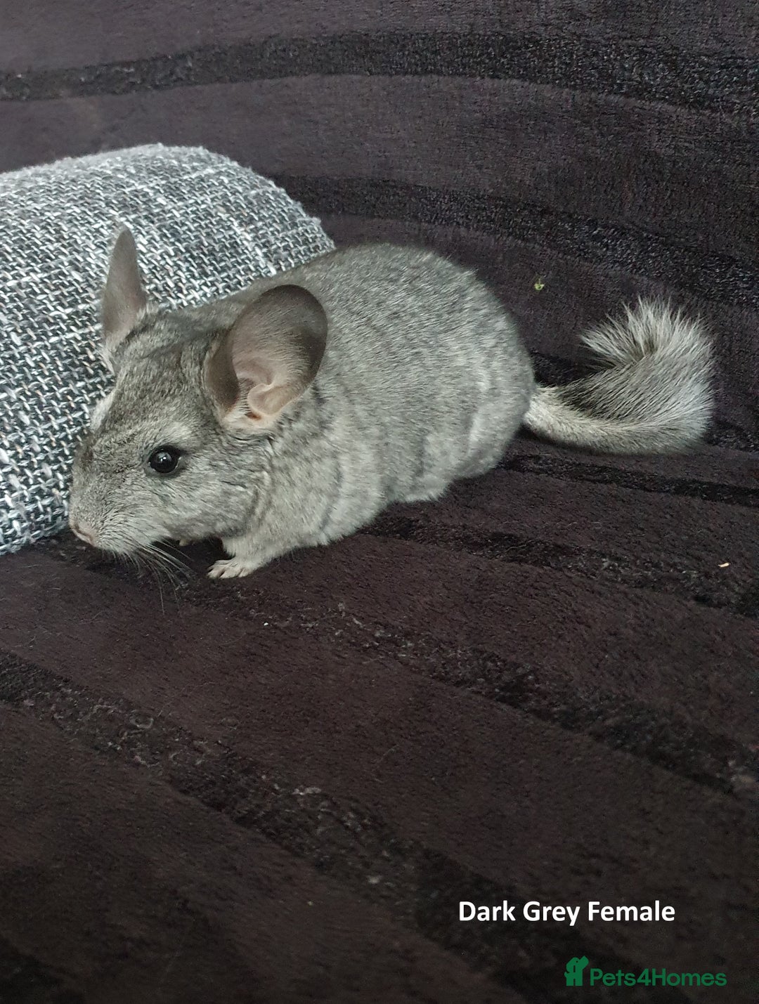 Chinchilla rodents for sale: Chinchillas - 10 weeks old - Advert 6