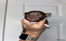 Chihuahua dogs for sale: Chocolate Girls Longhair Chihuahua  - Image 1