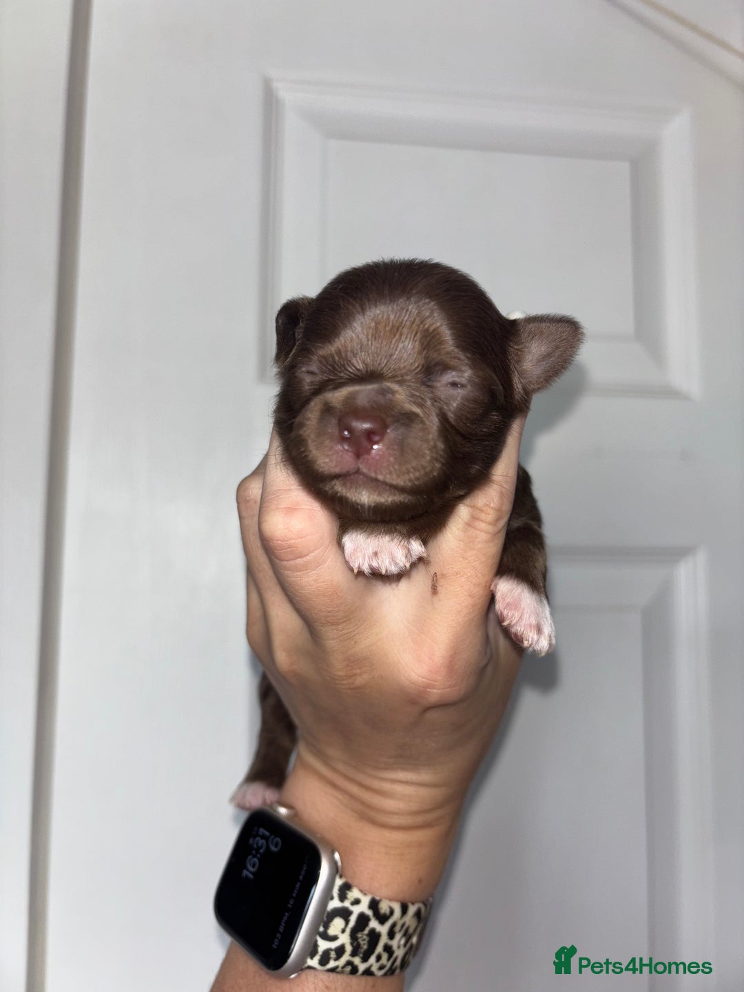 Chihuahua dogs for sale: Chocolate Girls Longhair Chihuahua  - Image 1