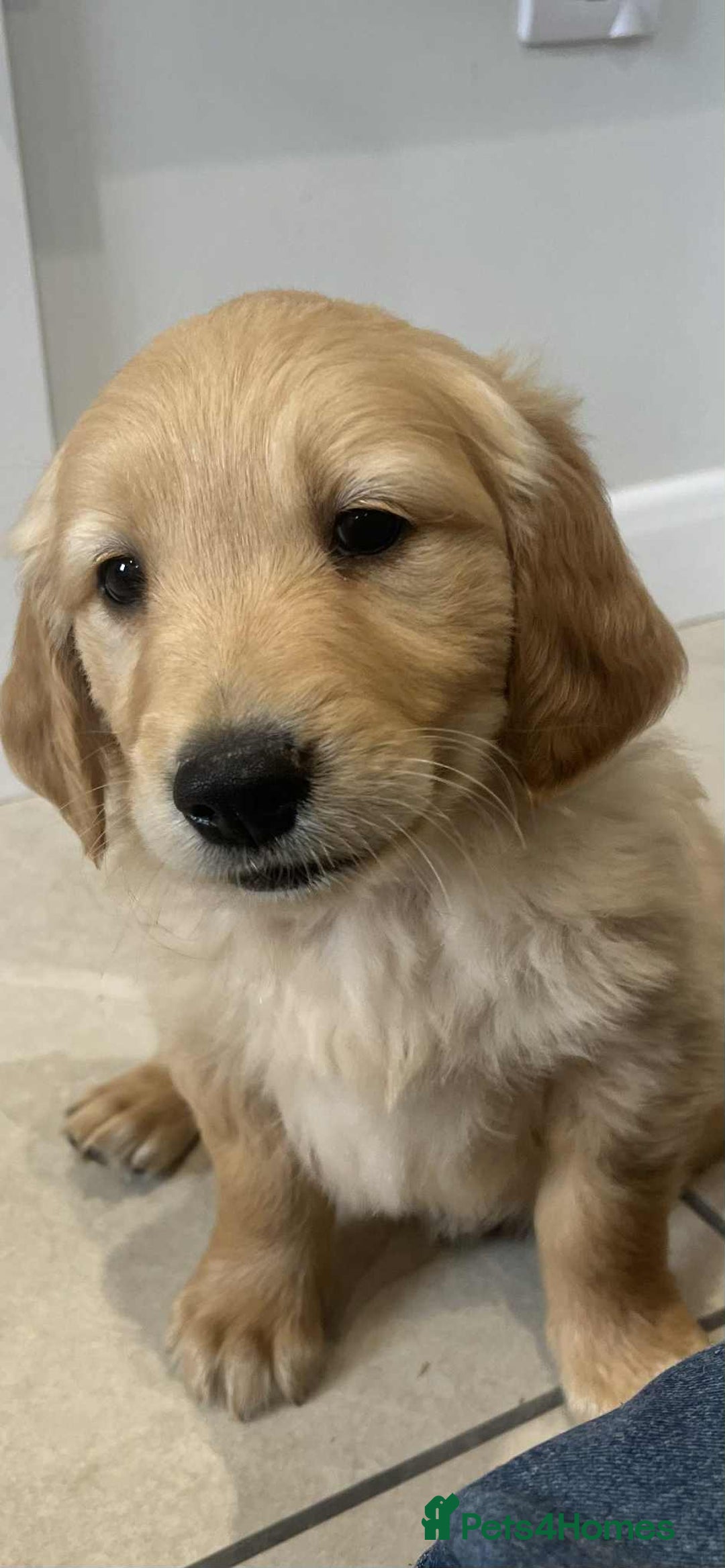 Golden Retriever dogs for sale: Beautiful Chunky KC Golden Retriever Puppies - Image 16