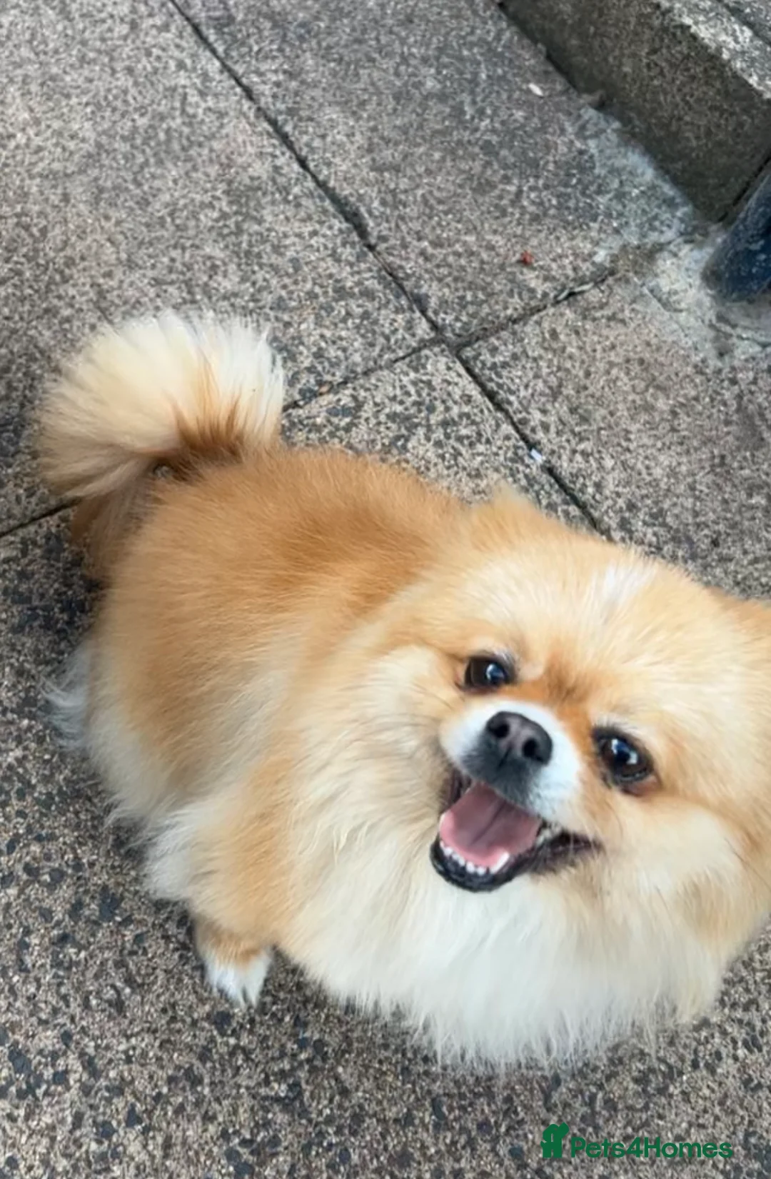 Pomeranian dogs for sale: Pomeranian puppies for sale - Advert 2