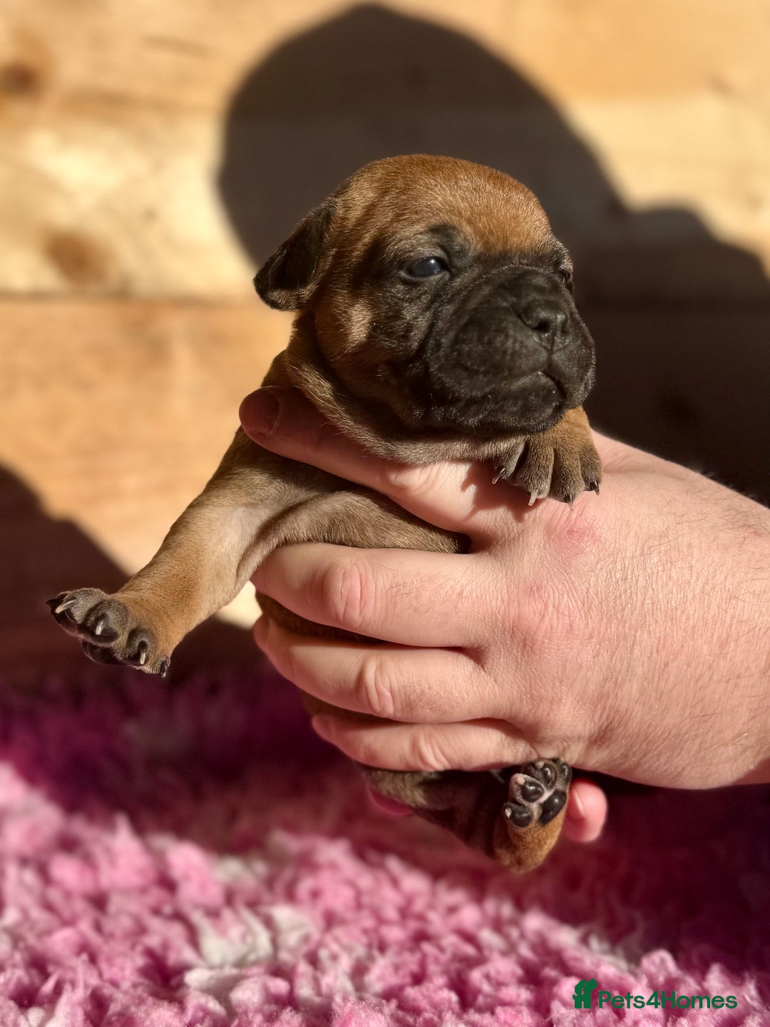 Staffordshire Bull Terrier dogs for sale: 7 Red Staffordshire Bull Terrier pups  - Advert 2